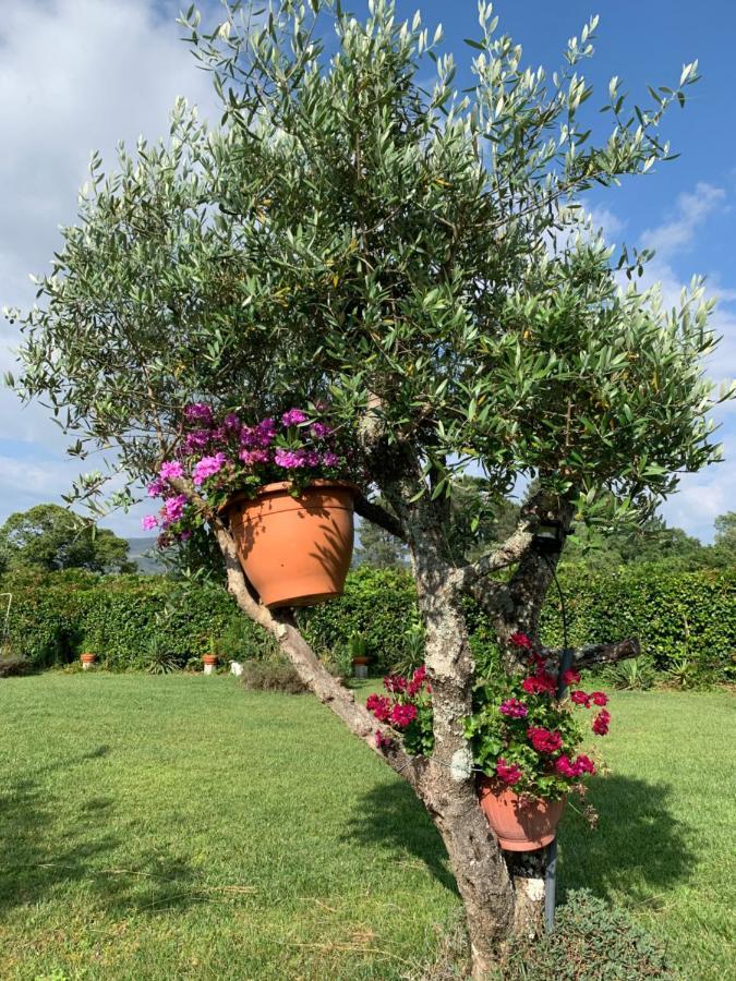 Quinta Do Pinheiral Villa Favoes Luaran gambar